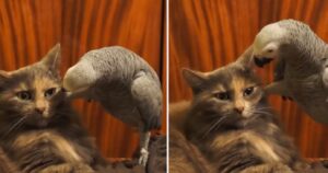 Il gatto subisce le angherie del pappagallo, ma quando reagisce c’è da ridere (VIDEO)
