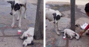 Mamma cagnolina commuove tutti con la sua richiesta di aiuto per il cucciolo ferito (VIDEO)