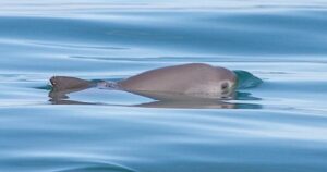 Il mammifero marino più piccolo del mondo rischia l’estinzione. Ecco di quale si tratta