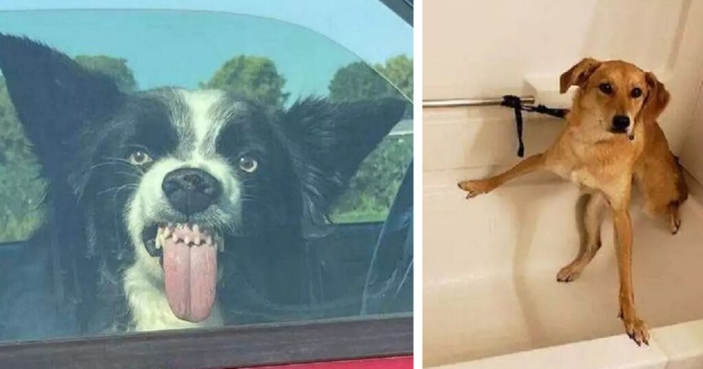 foto divertenti di cani e gatti