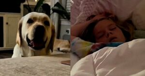 Il cane guida si accorge che la bambina sta male e avvisa subito i genitori (VIDEO)