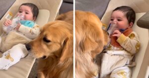 Golden Retriever non lascia mai solo il neonato che sta male, anche se ha paura dell’aerosol (VIDEO)