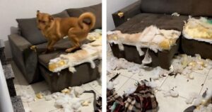 Torna a casa da lavoro e trova il divano distrutto dai cani (VIDEO)