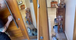 Rimane chiuso fuori casa e spera che i suoi gatti gli aprano la porta (VIDEO)