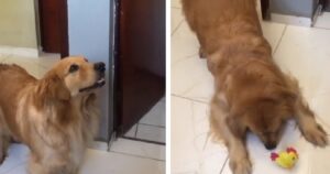 Golden Retriever riceve un pulcino giocattolo e reagisce in maniera divertente (VIDEO)