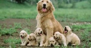 16 foto di mamme cagnoline orgogliose dei loro cuccioli