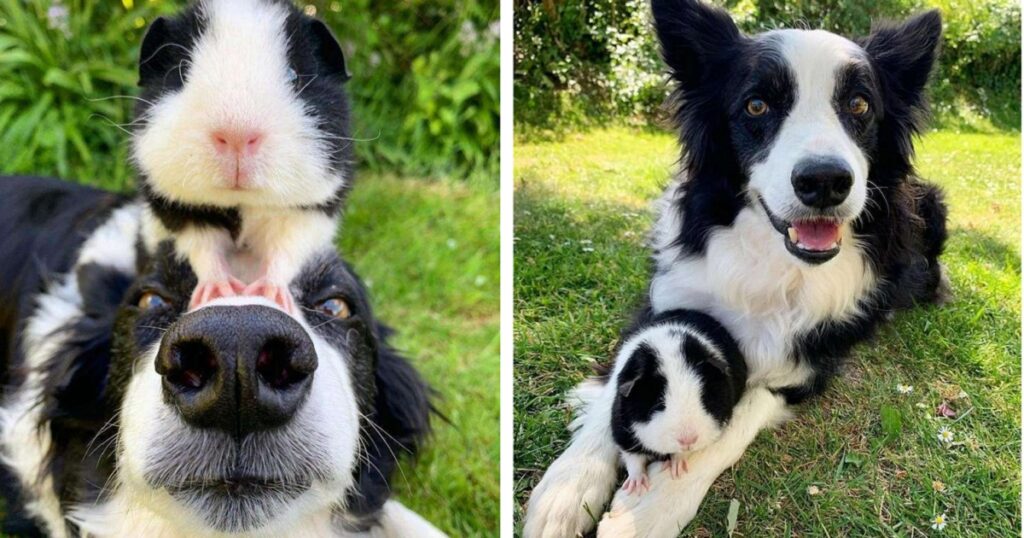 porcellino d'india border collie