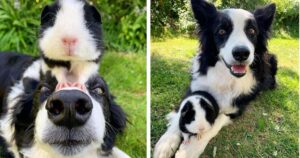 Adorabile porcellino d’india con gli stessi colori del Border Collie si crede anche lui un cane