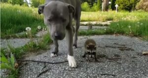 Pitbull adotta tre cuccioli di procione rimasti orfani e si prende cura di loro (VIDEO)