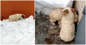 Due cuccioli abbandonati al freddo, erano bagnati fradici: cercavano di scaldarsi stando vicini