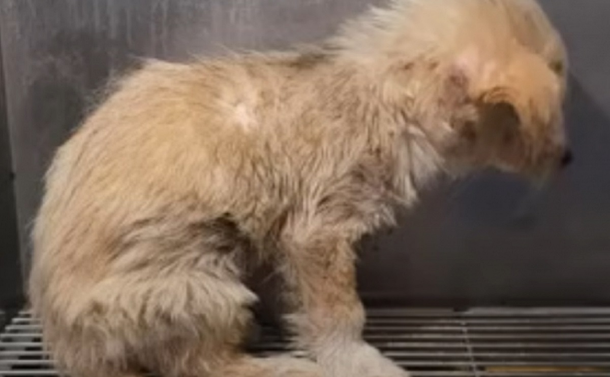 La storia della cagnolina legata ad una moto e trascinata: era così ...