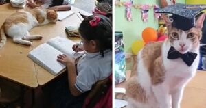 Il gatto randagio adottato dalla classe si diploma insieme ai suoi compagni (VIDEO)