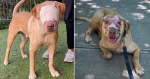 Buddy, il cane gravemente ustionato in volto, vive un vero miracolo di rinascita