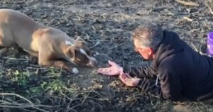 Il soccorritore riconquista la fiducia della cagnolina spaventata che ha vissuto da sola per 15 mesi (VIDEO)