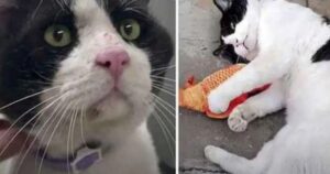 Adotta il gatto abbandonato dai suoi vicini di casa donandogli una nuova vita