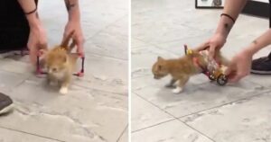 Il piccolo gattino paralizzato prova il carrellino e non smette più di muoversi (VIDEO)