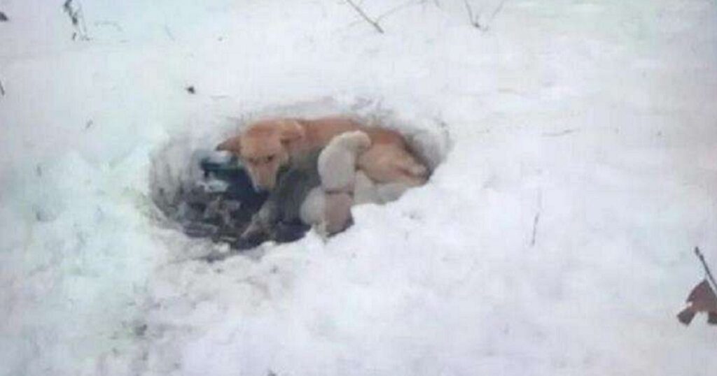 cane cuccioli neve buca