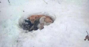 Mamma cagnolina fa una buca sulla neve per proteggere i suoi cuccioli