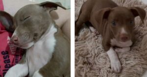 Ha adottato un cucciolo pensando fosse un pitbull ma in realtà il suo aspetto si è rivelato diverso (VIDEO)