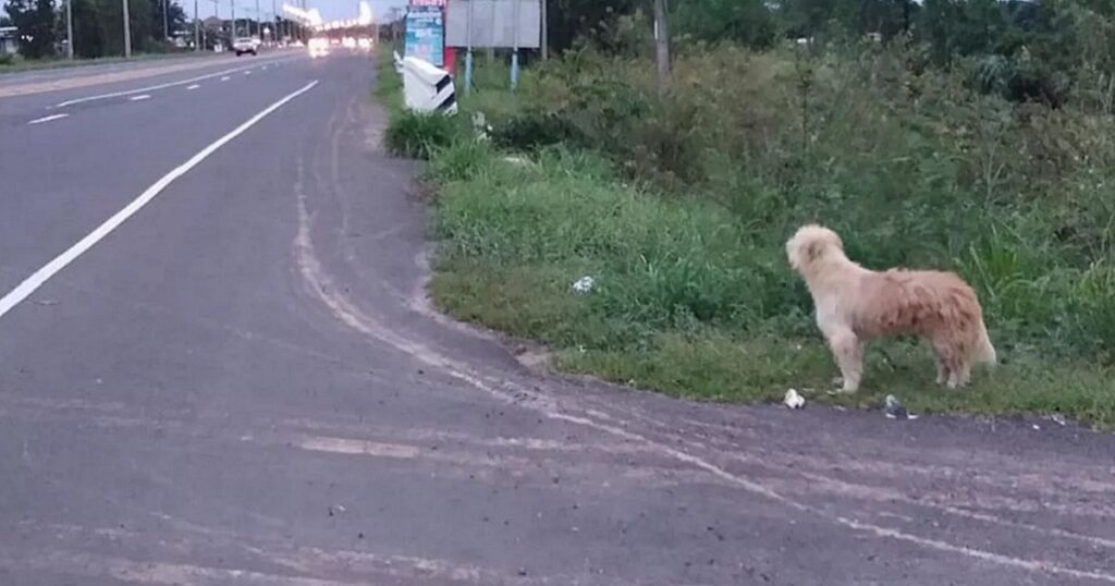 cane fedele padrone strada