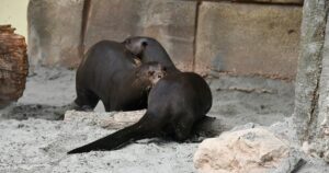 Vi presentiamo Madeira e Pedro, l’unica coppia di lontre giganti d’Italia