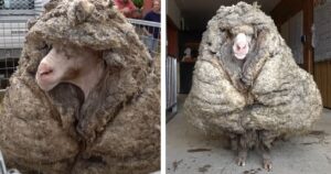 La pecora non era stata mai tosata: aveva 35 chili di lana addosso. Guarda la sua trasformazione (VIDEO)