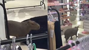 Il più grande roditore del mondo decide di andare a fare shopping: la visita inaspettata al negozio di una donna (VIDEO)