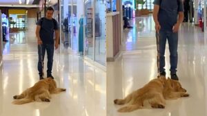 Golden Retriever scopre il trucco ideale per non lasciare il parco giochi