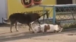 Cane randagio ha intrapreso una missione coraggiosa: Liberare un altro cane che era stato legato a una ringhiera