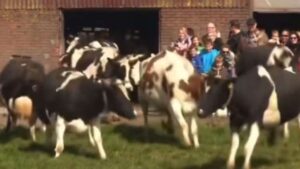 Dopo sei mesi chiuse queste mucche rivedono un prato, la reazione è dolcissima (VIDEO)