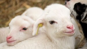 Basta con l’uccisione degli agnellini a Pasqua: strappati dalle madri e sacrificati a solo un mese di vita