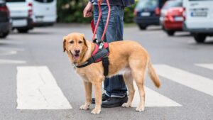 Sai quanto costa un cane guida? La cifra è da capogiro