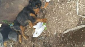 Cucciolo di 6 mesi abbandonato come fosse spazzatura in una discarica