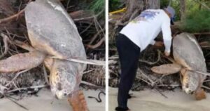 Un uomo scopre una tartaruga marina “senza vita” intrappolata sulla terraferma e le ridona vita