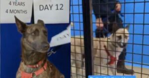 Questa cagnolina ha assistito all’adozione di 1.596 animali, ma nessuno si è mai fermato davanti al suo box