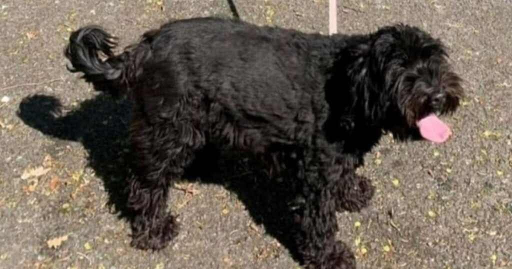 Cane fuggito di casa a seguito di un evento traumatico, viene ritrovato a 25 km in un luogo del cuore