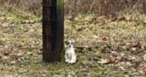 La cagnolina attendeva sotto l’albero, ignara che nessuno sarebbe ritornato per lei