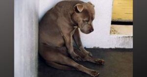 Il cucciolo ha pianto tutto il giorno dopo essere stato abbandonato dal proprietario