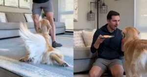 Esperimento gastronomico con un Golden Retriever: la sorprendente reazione che ha stupito internet