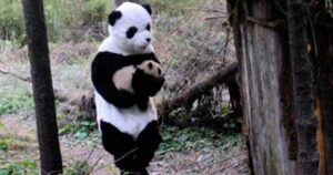Il lavoro più bello del mondo: Vestirsi da panda e prendersi cura dei cuccioli di questa specie