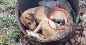 Il cuore spezzato dei soccorritori di fronte al pianto disperato di mamma cagnolina per i suoi cuccioli deceduti