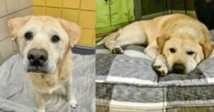 Ripetutamente restituito al rifugio, il cane cerca ancora una famiglia