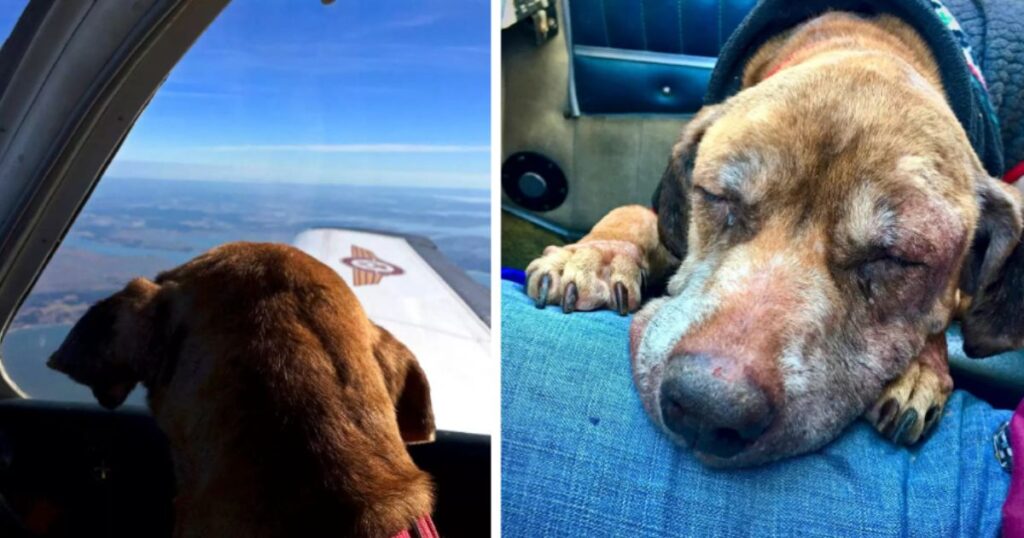Pilota vola 400 miglia per portare un cane di rifugio alla sua nuova famiglia amorosa per gli ultimi giorni di vita