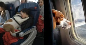 Adesso i cani possono essere ammessi sull’aereo, grazie a questa compagnia aerea