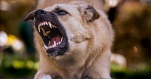 Crescono le notizie di attacchi: sei cani, inclusi cinque Amstaff e un Pitbull, aggrediscono un’anziana a Padova.