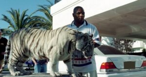 Animali insoliti delle celebrità: dalle Tigri di Mike Tyson alle Tartarughe di DiCaprio
