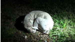 Cane tremava di paura dopo essere stato abbandonato su terreno al buio e al gelo