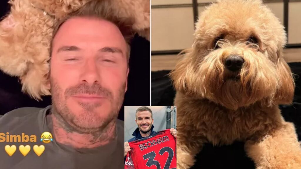 David Beckham si gode un momento di relax con il suo amato cane Simba