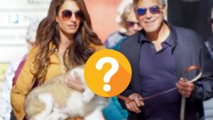 Quanto costa e che razza è il cane di George Clooney? Scopri la verità sul prezzo del nuovo amico peloso regalato alla moglie
