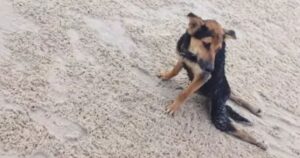 Il suo umano lo ha abbandonato dopo che è rimasto paralizzato, il piccolo cagnolino trascinava il suo corpicino sulla spiaggia, ma non sarebbe vissuto a lungo se non lo avesse trovato un’anima buona